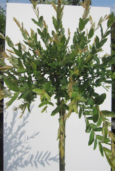 Hochstamm Harlekinweide Hakuro Nishiki 1